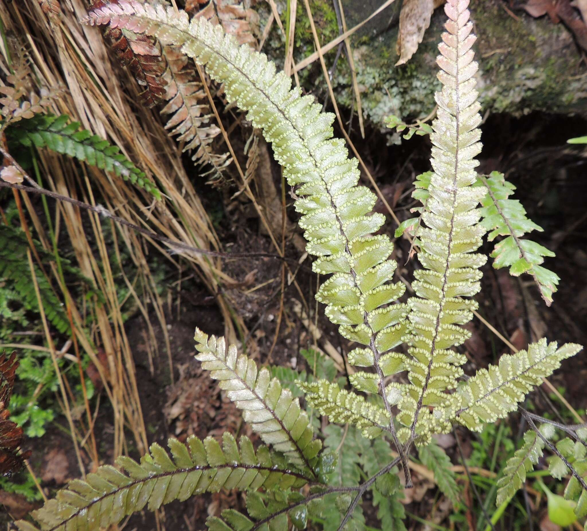 Image of rough maidenhair