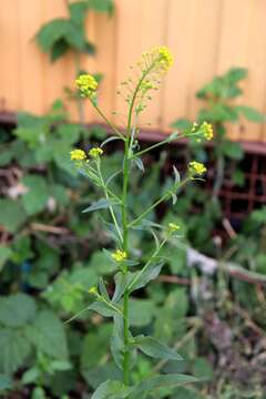 Image of ball mustard