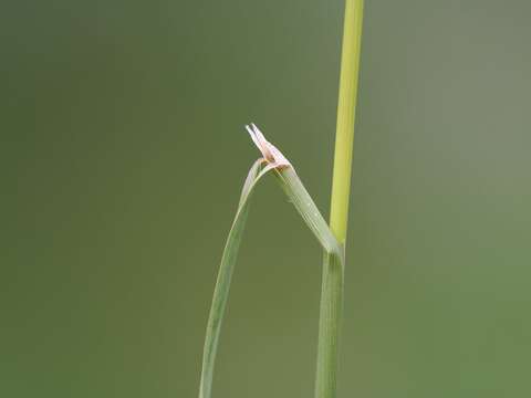 Image of black bent