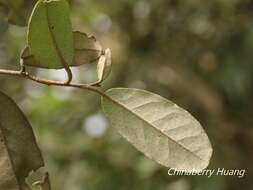 Image of Elaeagnus formosana Nakai