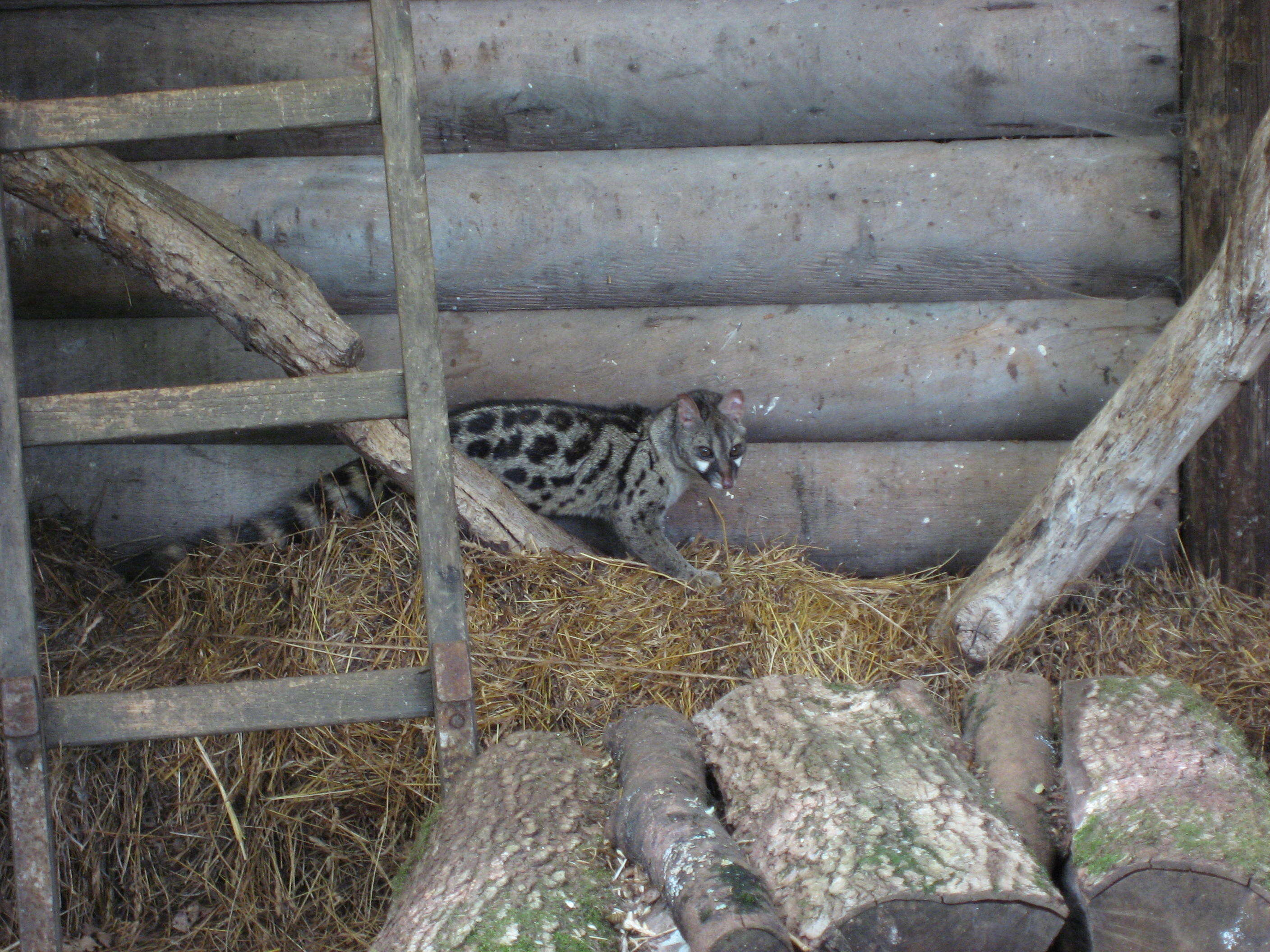 Image of Common Genet