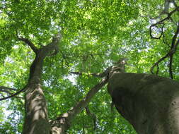 Image of Japanese Beech