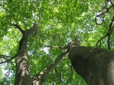 Image of Japanese Beech