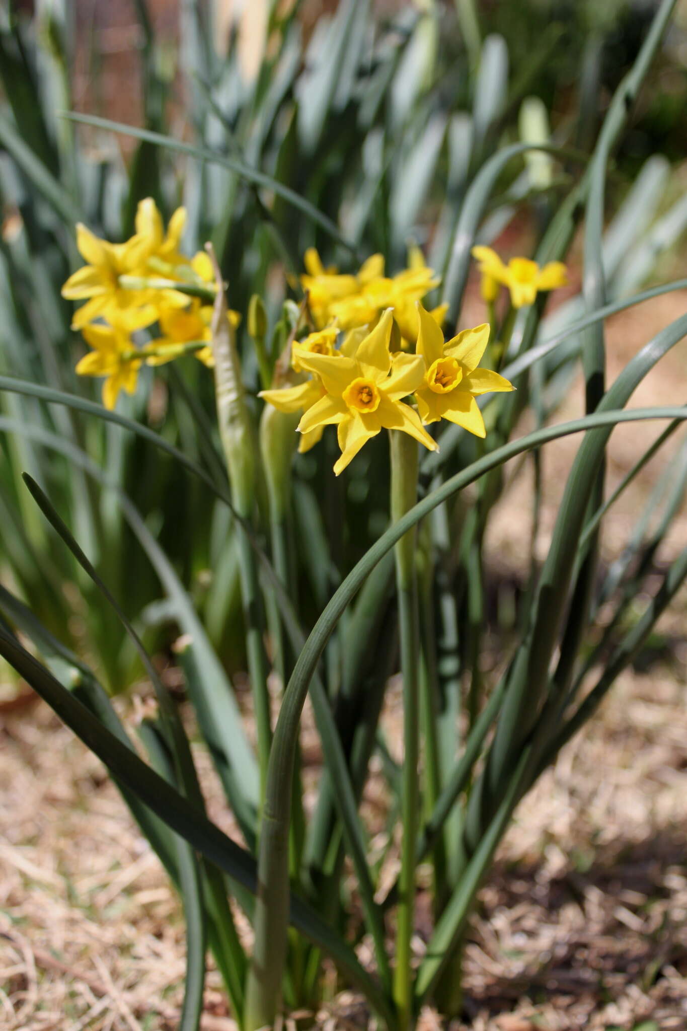 Image de Narcissus compressus Haw.