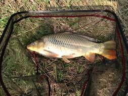 Image of common carp, carp