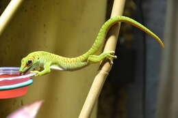 Image of Madagascar Day Gecko