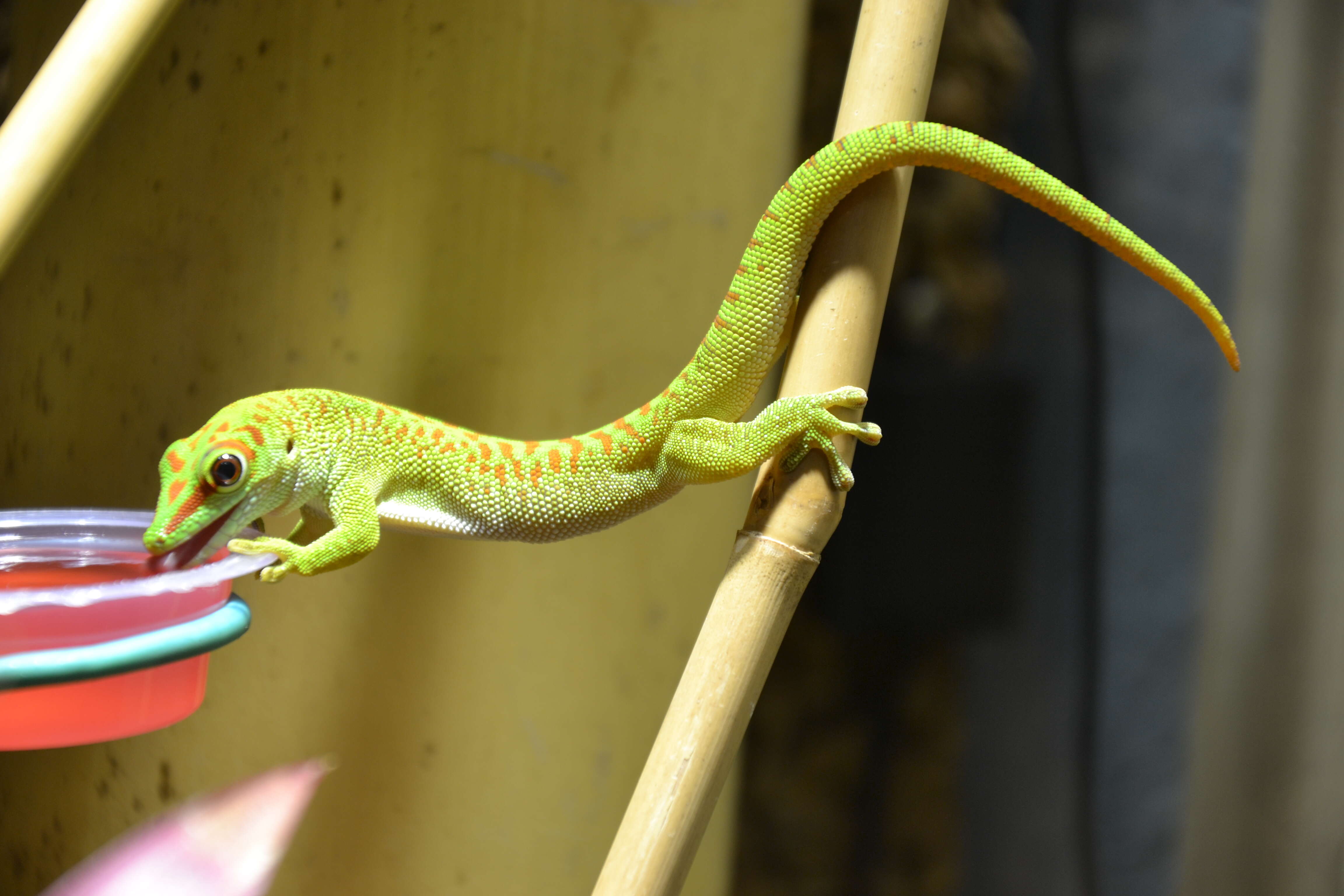 Plancia ëd Phelsuma madagascariensis Gray 1831