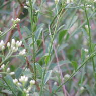 Image of Bigelow's false willow