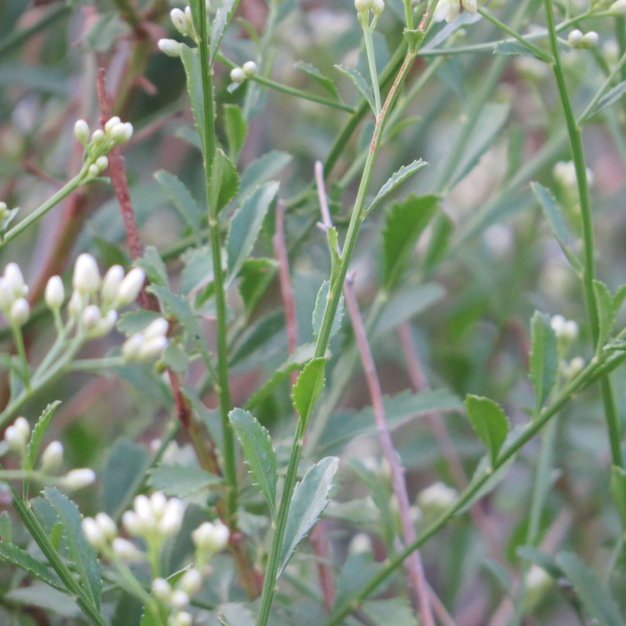 Image of Bigelow's false willow