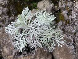 Imagem de Artemisia mauiensis (A. Gray) Skottsberg