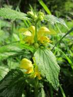 Imagem de Lamium galeobdolon (L.) L.