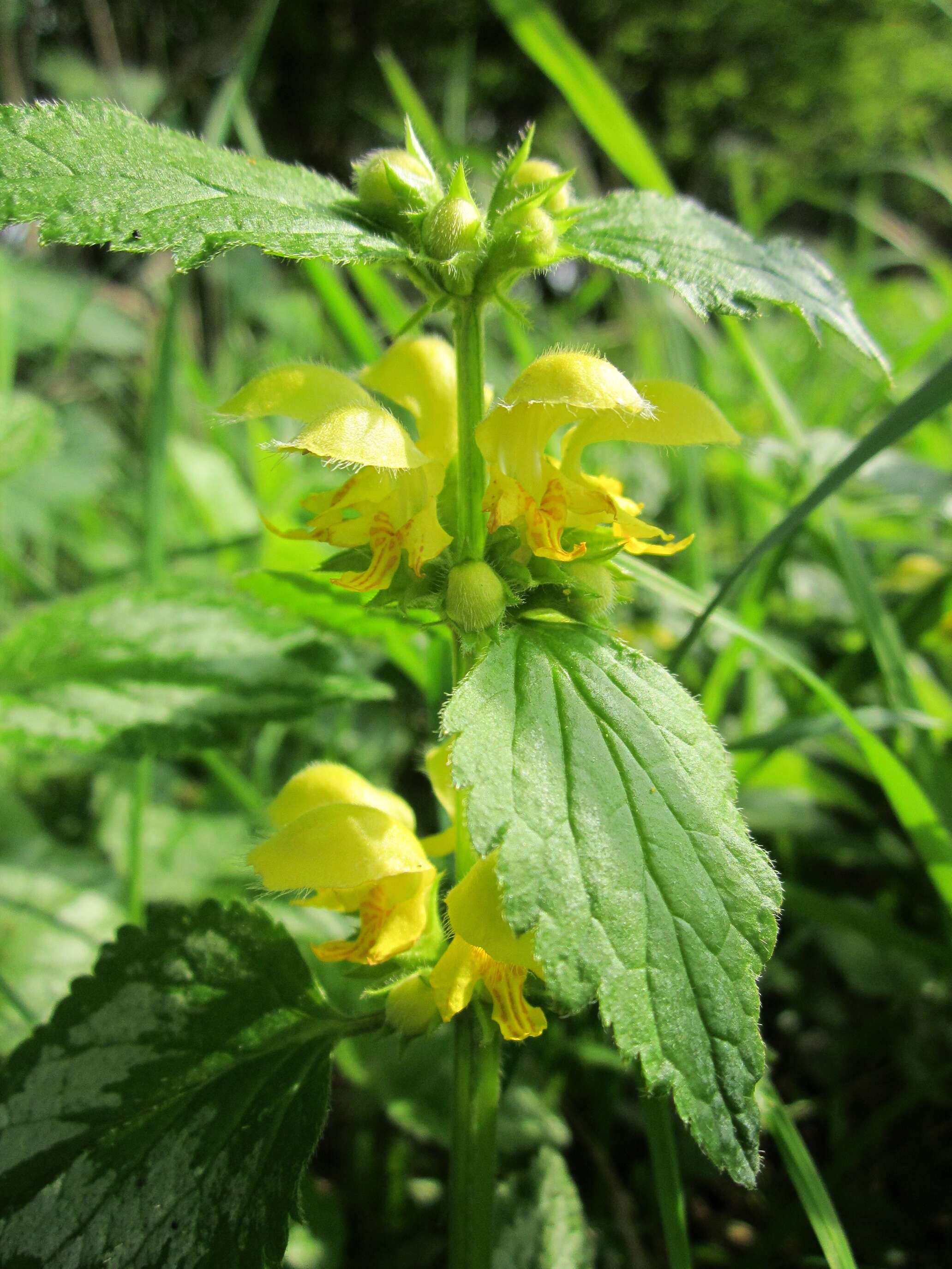 Imagem de Lamium galeobdolon (L.) L.