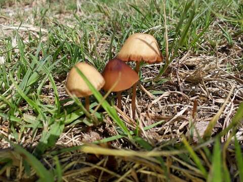 Image of Conocybe tenera (Schaeff.) Fayod 1889