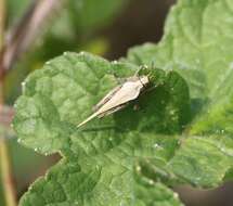 Image of Awl-shaped Pygmy Grasshopper