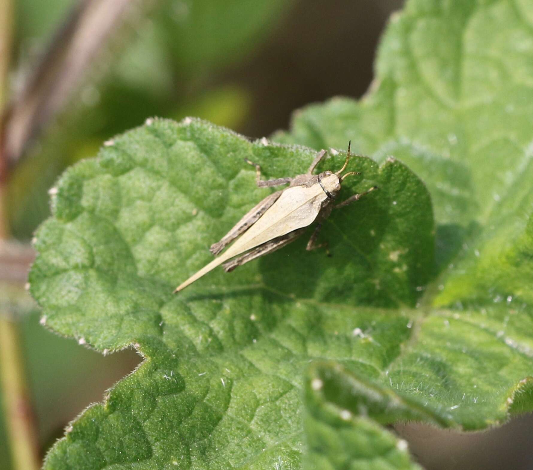 Imagem de Tetrix subulata (Linnaeus 1758)