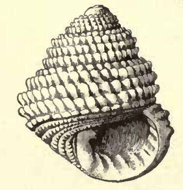 Image of Euchelus guttarosea Dall 1889