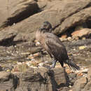 Phalacrocorax capensis (Sparrman 1788) resmi