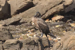 Image of Cape Cormorant