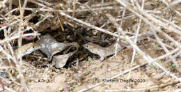 Image of Golden Fringe-fingered Lizard