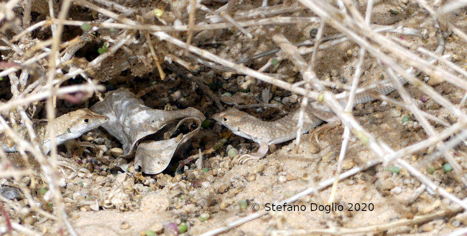 Plancia ëd Acanthodactylus aureus Günther 1903