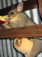 Image of brushtail possums and cuscuses