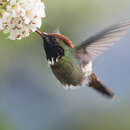 صورة Lophornis stictolophus Salvin, Elliot & DG 1873