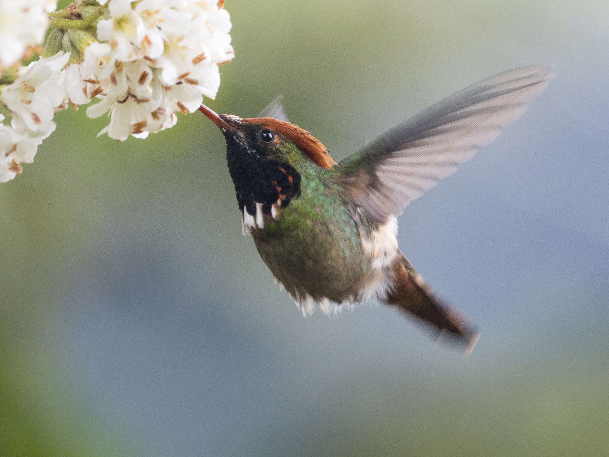 Lophornis stictolophus Salvin, Elliot & DG 1873 resmi