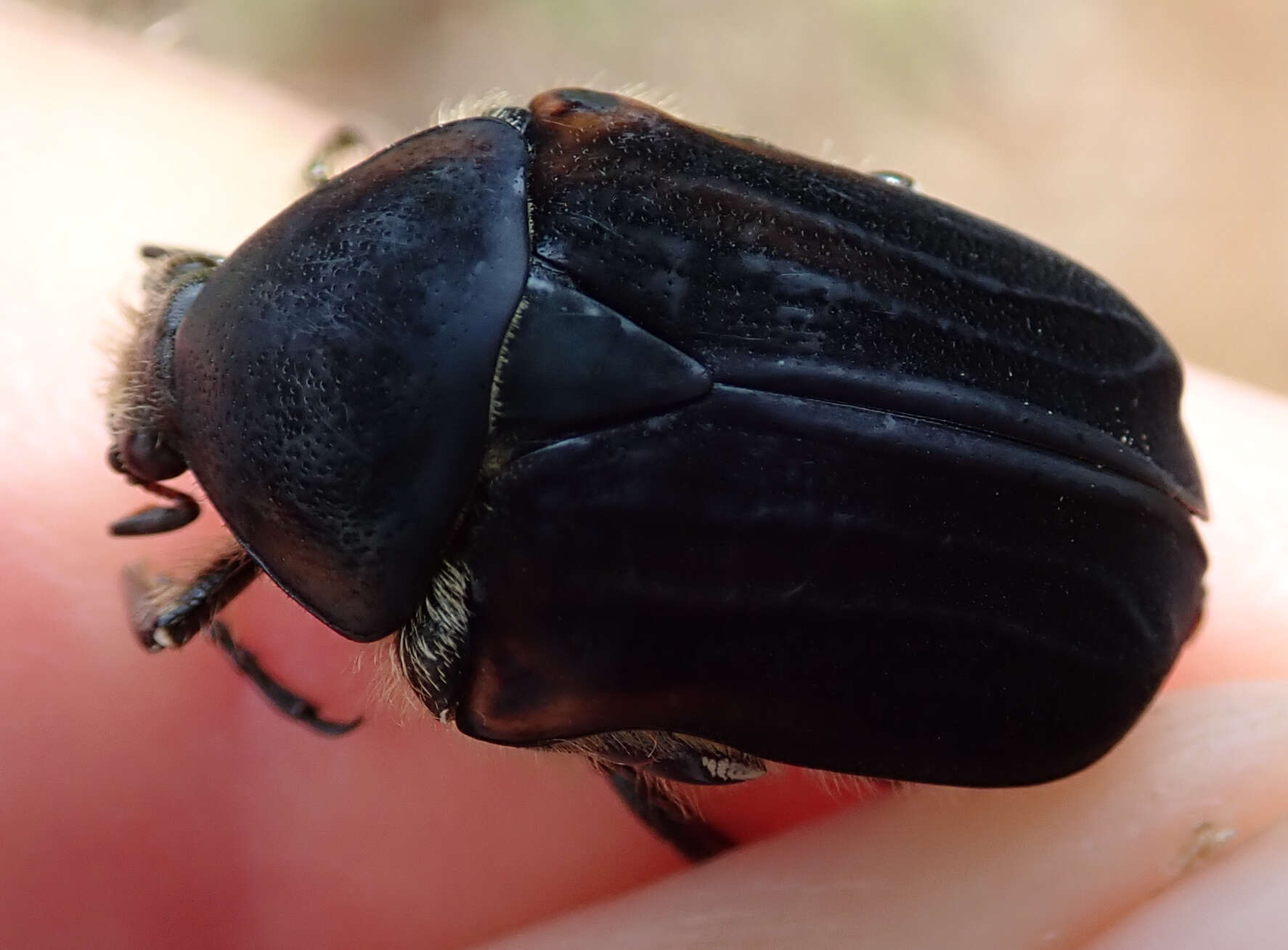 Imagem de Atrichiana placida (Boheman 1857)