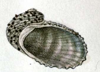 Image of Granata cumingii (A. Adams 1854)