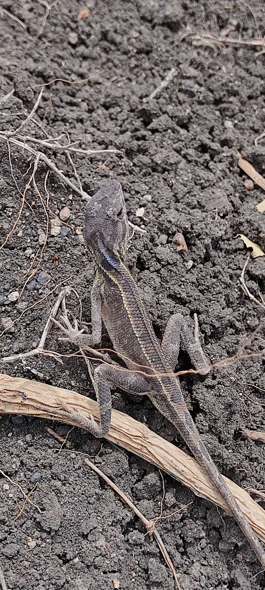 Image of Darwin's large fan-throated lizard