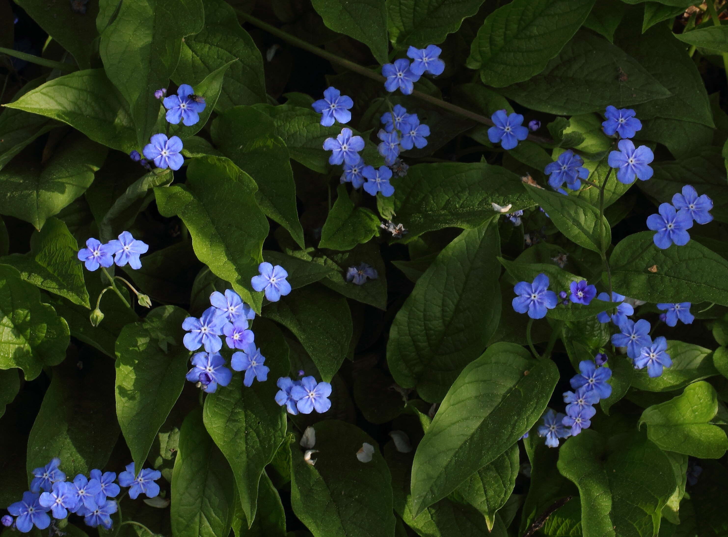 Omphalodes verna Moench resmi