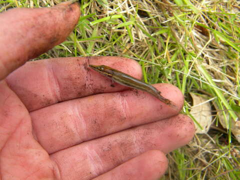 Image of Redfin Pickerel