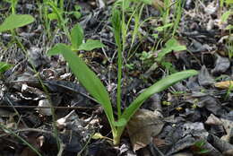 Image of Platanthera densa Freyn