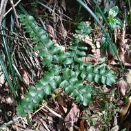 Adiantum flabellulatum L.的圖片