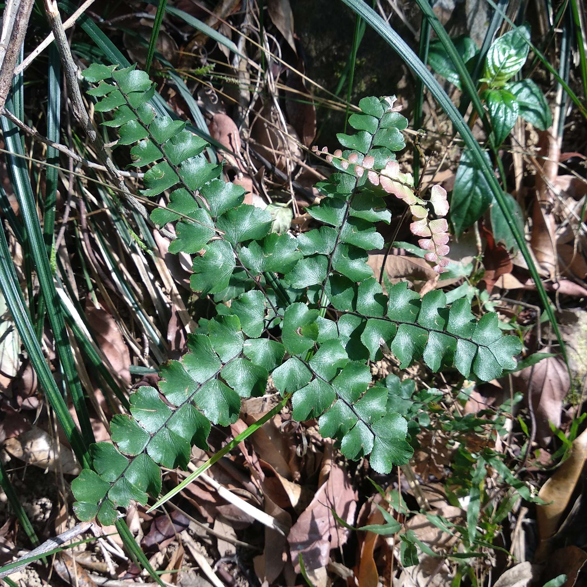 Adiantum flabellulatum L.的圖片