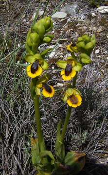 Image of Yellow Ophrys