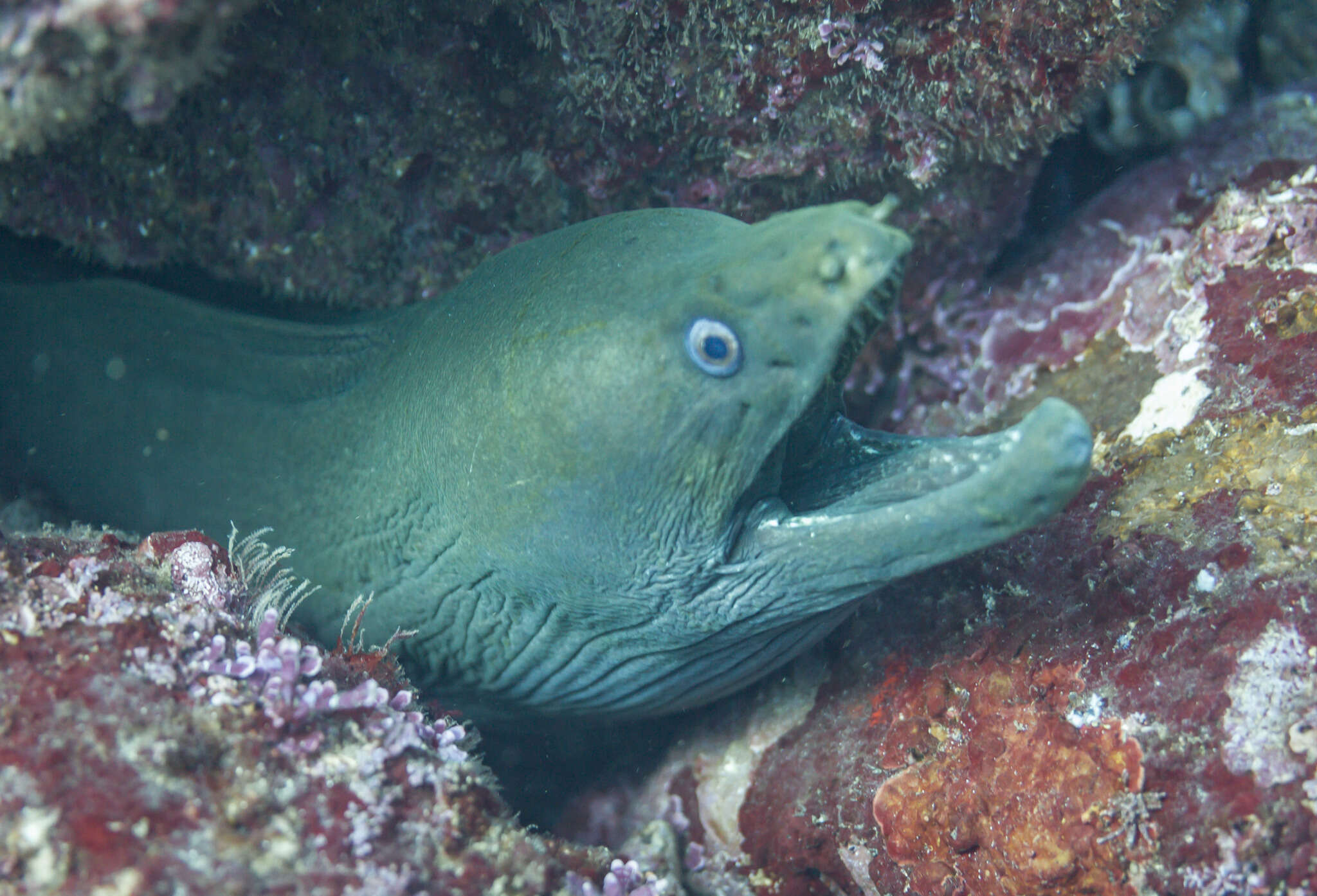 Image of Chestnut moray