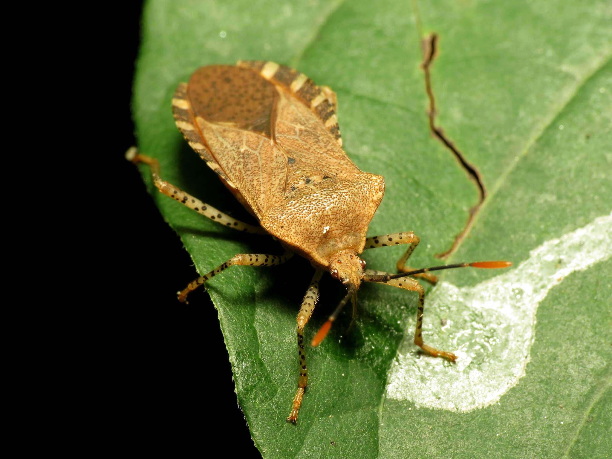 Image of Anasa repetita Heidemann 1905