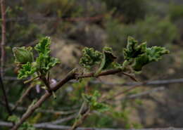 Image de Anisodontea triloba (Thunb.) D. M. Bates