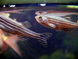 Image de Danio