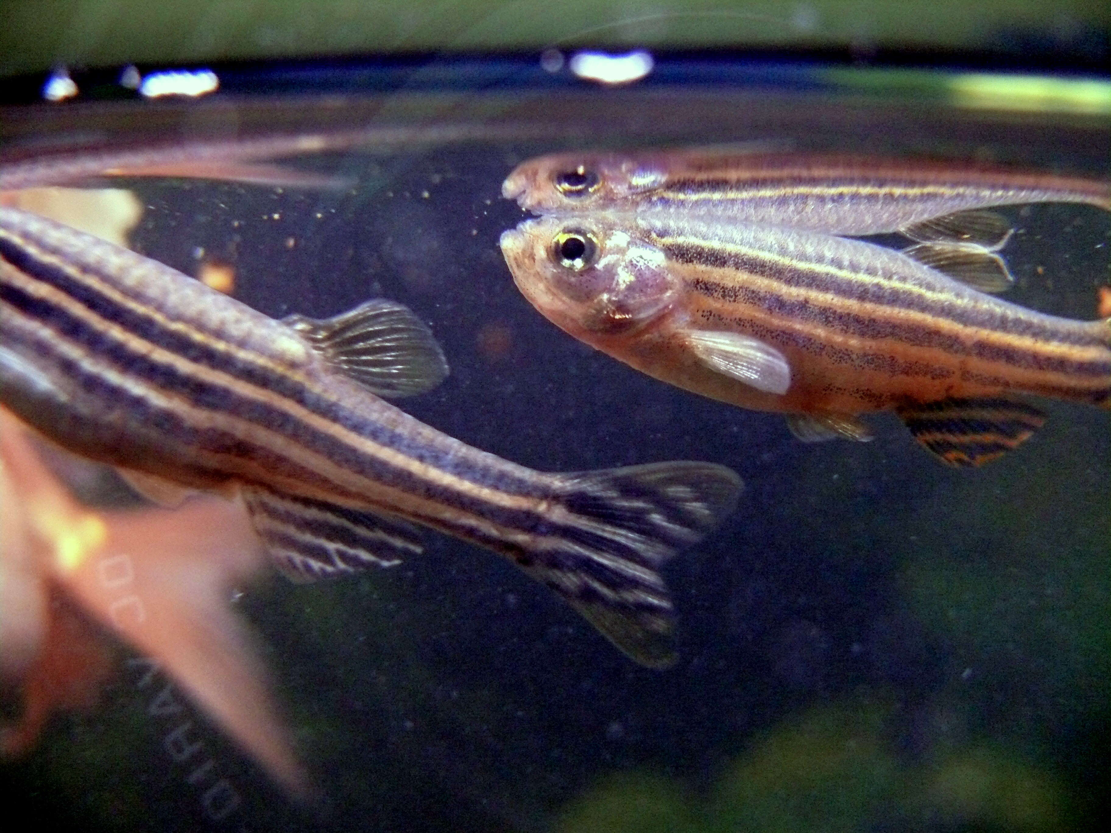 Image of Danio