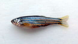 Image de Danio