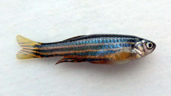 Image of Danio