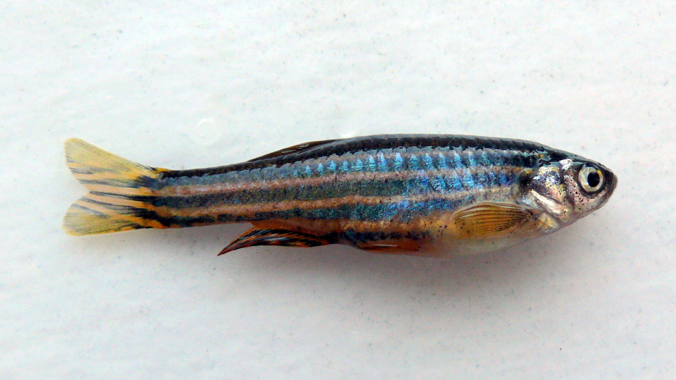 Image of Danio