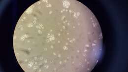 Image of Candida dubliniensis D. J. Sullivan, Western., K. A. Haynes, Dés. E. Benn. & D. C. Coleman 1995