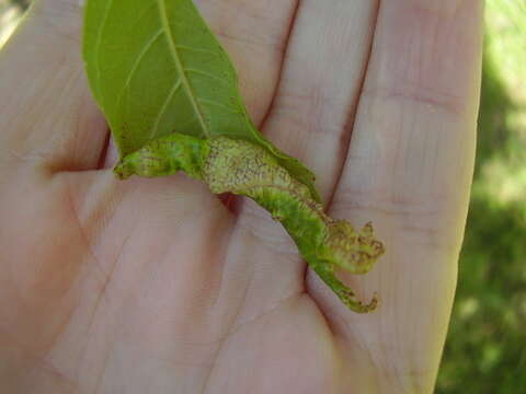 Image of Jumping plant lice