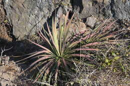 Image of Agave ortgiesiana (Baker) Trel.