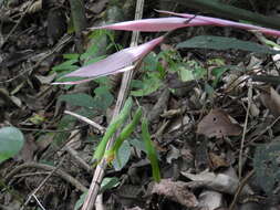 Image of Billbergia distachia (Vell.) Mez