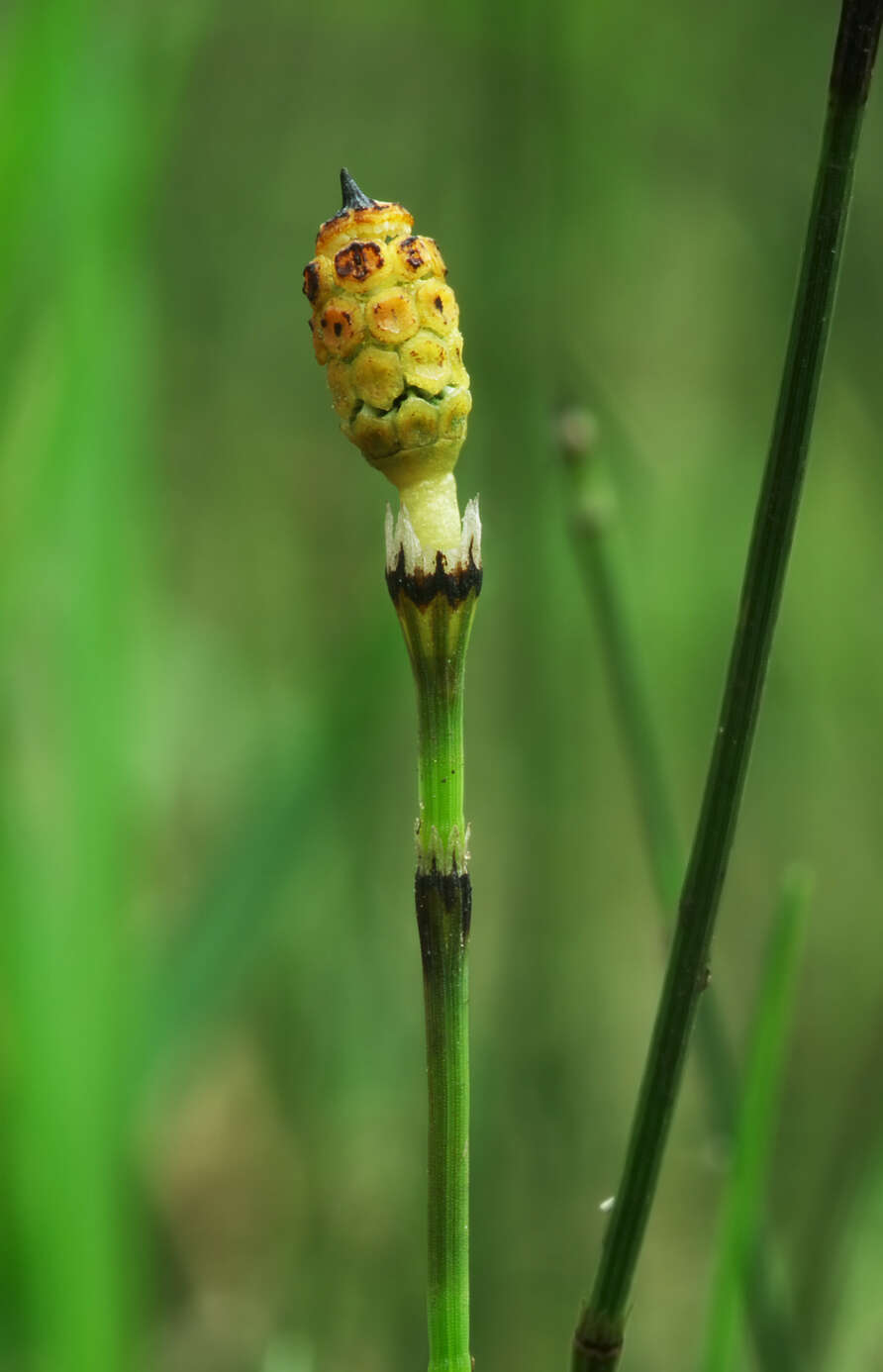 Image of variegated horsetail