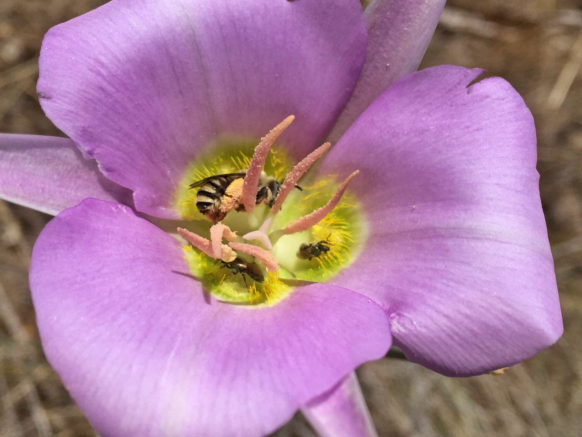 Image of sagebrush mariposa lily